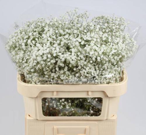 Gypsophila paniculata Xlence