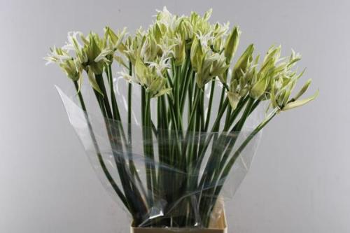 Nerine bowdenii 'White Tiger'