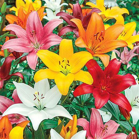 Lilium Longiflorum x Aziatische Grp gemengd in fust