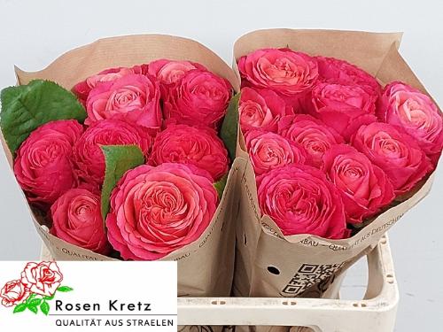 Rosa grootbloemig Windsor Charme+