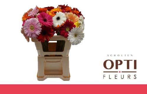 Gerbera grootbloemig gemengd