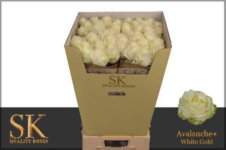 Rosa grootbloemig Avalanche+