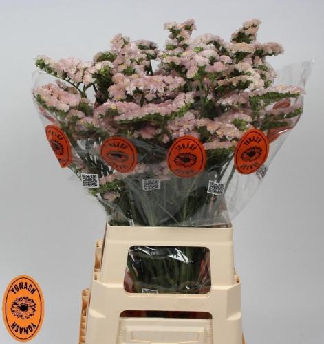 Limonium sinuatum Apricot Sun Birds