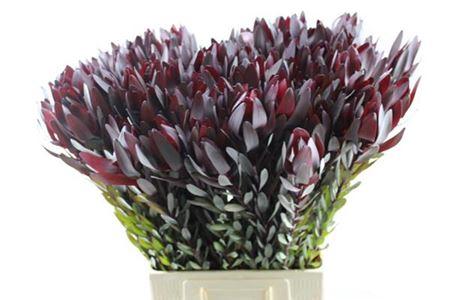 Leucadendron 'Safari Sunset'