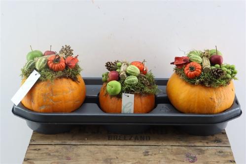 Cucurbita pepo