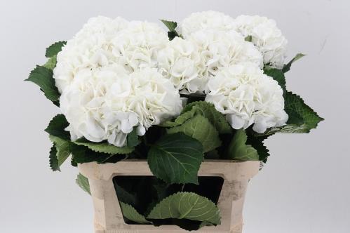 Hydrangea macrophylla 'Schneeball'