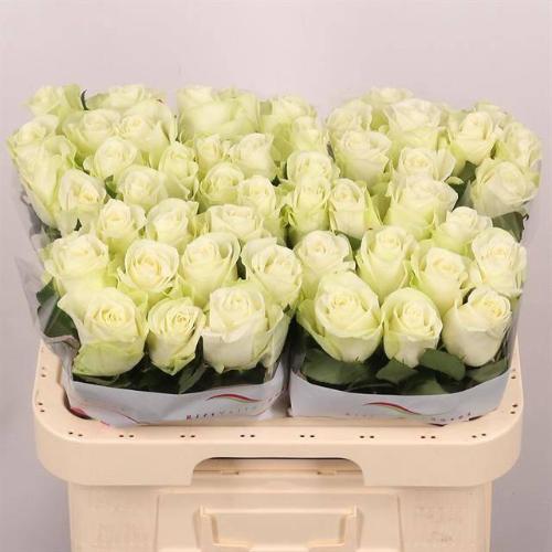 Rosa grootbloemig Snowstorm+