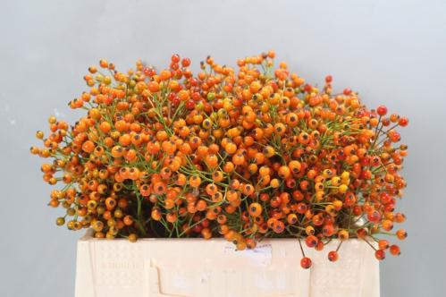 Rosa Prinsberry Orange