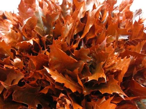 Quercus rubra kleurbehandeld H%
