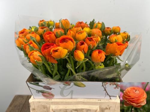 Ranunculus asiaticus 'Elegance Orange'