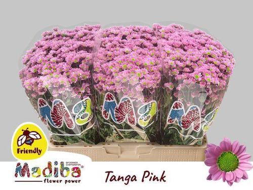 Chrysanthemum Indicum Grp tros santini Madiba Tanga Pink