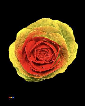 Brassica oleracea kleurbehandeld H%