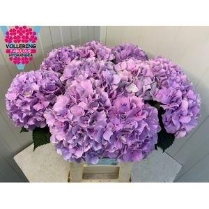 Hydrangea macrophylla Royal Benefit (paars)
