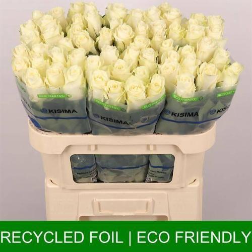 Rosa grootbloemig Albatros