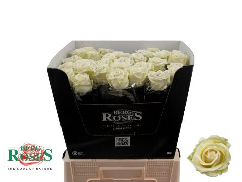 Rosa grootbloemig gewaxt H%