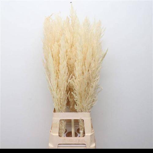 Cortaderia selloana kleurbehandeld H%