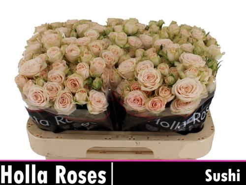 Rosa tros Sushi