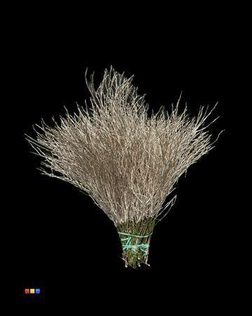 Vaccinium kleurbehandeld H%