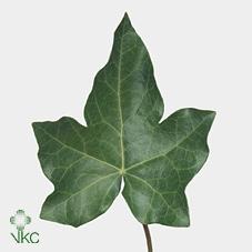 Hedera helix (blad)