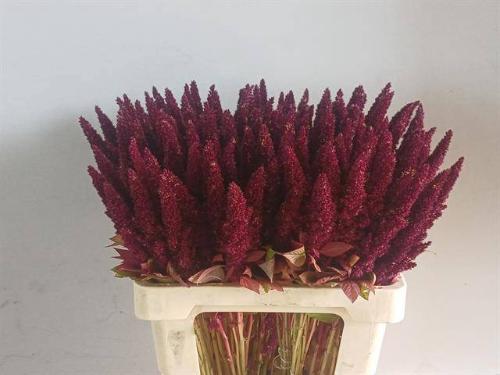Amaranthus hypochondriacus 'Pygmy Torch'