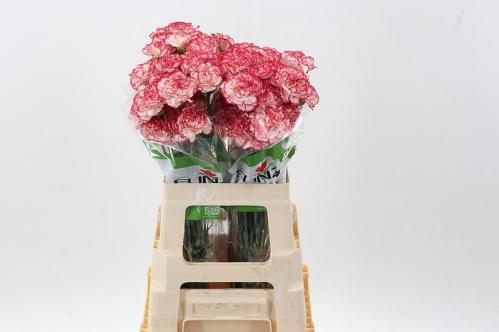 Dianthus standaard overig
