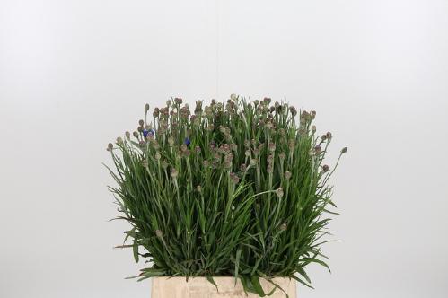 Centaurea cyanus