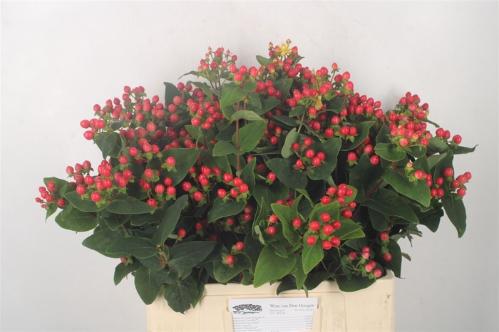 Hypericum Coco Rio