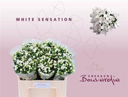 Bouvardia enkelbloemig White Sensation