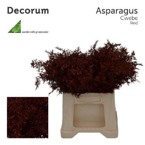 Asparagus overig kleurbehandeld H%