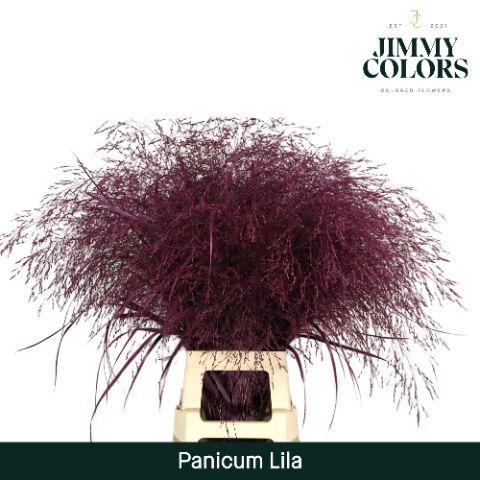 Siergras kleurbehandeld H%