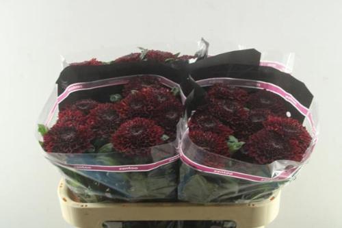 Chrysanthemum (Indicum Grp) geplozen Parker Red