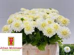 90ce0816-3e5b-4bd2-af78-4cc4e374bdab.jpg