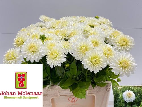Dahlia 'Snow Cap'