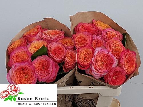 Rosa grootbloemig Campari