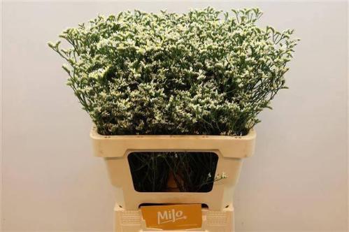 Limonium sinensis China White