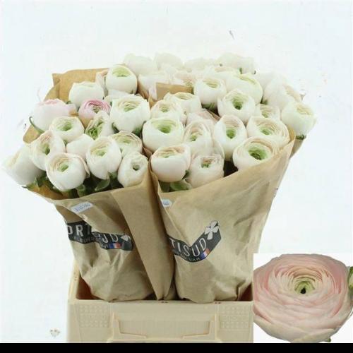 Ranunculus asiaticus Succes Hanoi