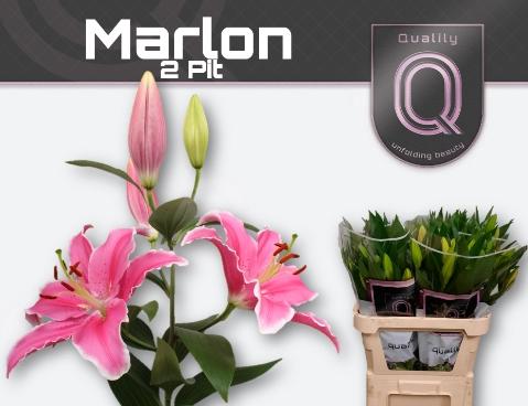 Lilium Oriental Grp 'Marlon'