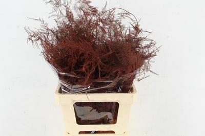 Asparagus overig kleurbehandeld H%