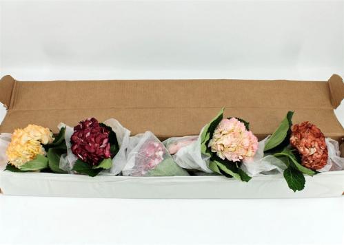 Hydrangea overig