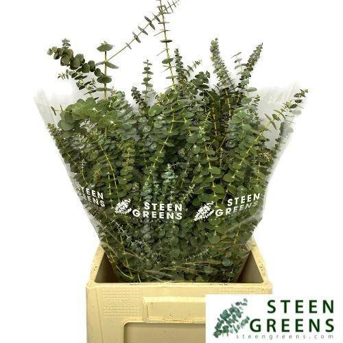 Eucalyptus per bos 'Baby Blue'