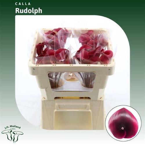 Zantedeschia 'Rudolph'