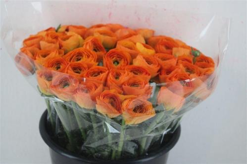 Ranunculus asiaticus Success Lambada