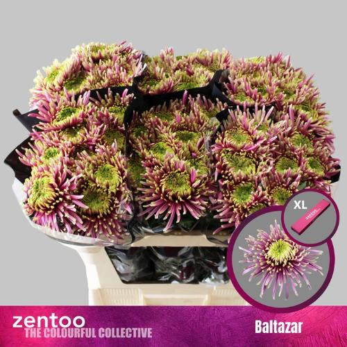 Chrysanthemum Indicum Grp geplozen Baltazar
