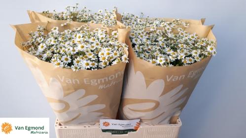 Tanacetum parthenium Cameron