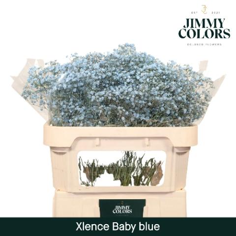 Gypsophila overig kleurbehandeld H%