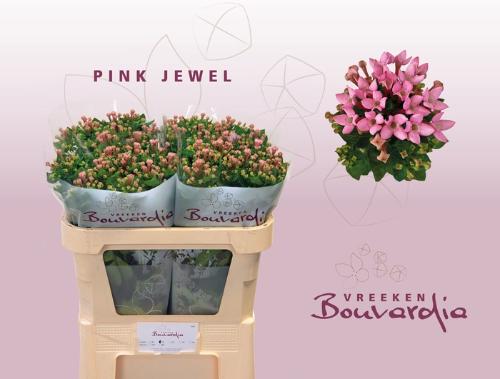 Bouvardia enkelbloemig Pink Jewel