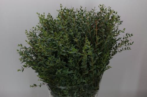 Eucalyptus per bos parvifolia