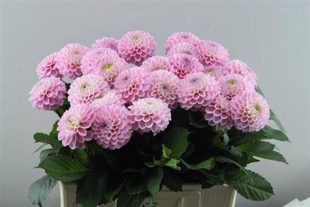 Dahlia Ball Grp 'Wizard of Oz'
