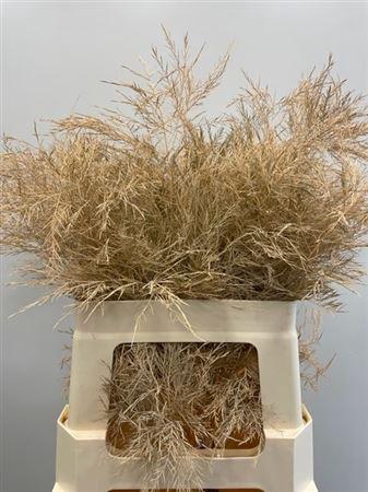 Decoratiegroen kleurbehandeld per bos H%