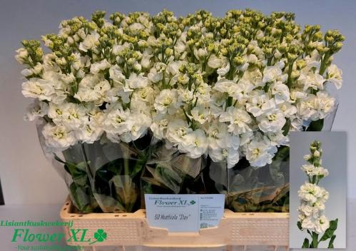 Matthiola incana StoX White